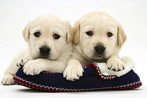 Two Yellow Goldidor Retriever (Golden Retiever X Labrador) pups lying on a slipper.
