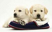 Two Yellow Goldidor Retriever (Golden Retiever cross Labrador) pups lying on a slipper.