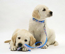 Two Yellow Goldidor Retriever (Golden Retiever X Labrador) pups with daisy chain collar and lead.
