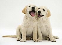 Two Yellow Goldidor Retriever (Golden Retriever X Labrador) puppies sitting together