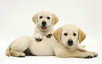 Two Yellow Goldidor (Golden Retiever X Labrador)Retriever puppies lying on top of each other