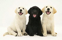 Three Yellow and black Goldidor Retriever (Golden Retiever X Labrador) puppies sitting on a row