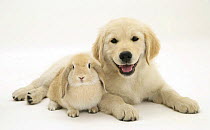 Golden Retriever pup lying down with young Sandy Lop rabbit.