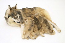 Utonagan bitch suckling three puppies. The Utonagan is a breed being developed using the 'Breeding Back' Procedure in an attempt to recreate the 'wolf-look' without cross breeding with wolves.