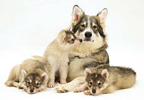 Utonagan bitch with three puppies. The Utonagan is a breed being developed using the 'Breeding Back' Procedure in an attempt to recreate the 'wolf-look' without cross breeding with wolves.