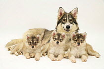 Utonagan bitch lying down with three puppies. The Utonagan is a breed being developed using the 'Breeding Back' Procedure in an attempt to recreate the 'wolf-look' without cross breeding with wolves.
