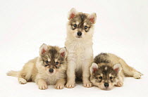 Three Utonagan puppies sitting and lying down. The Utonagan is a breed being developed using the 'Breeding Back' Procedure in an attempt to recreate the 'wolf-look' without cross breeding with wolves.