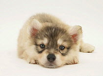 Utonagan puppy lying down, chin on floor. The Utonagan is a breed being developed using the 'Breeding Back' Procedure in an attempt to recreate the 'wolf-look' without cross breeding with wolves.