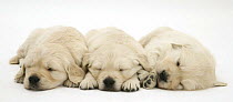 Three sleeping Golden Retriever pups, 6 weeks old, lying in a row