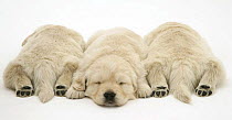 Three sleeping Golden Retriever pups, two with hind paws outstretched.