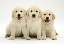 Three Golden Retriever pups sitting in a line