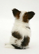 Rear view of Papillon pup sitting down.