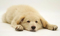 Sleepy white German Shepherd / Alsatian pup, lying down with chin on floor.
