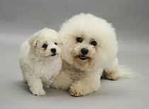 Bichon Fris mother and pup.