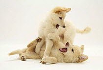 Two White German Shepherd Dog pups playfighting.