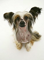 Chinese crested dog sitting and looking up.
