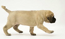 Fawn English Mastiff pup walking