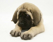 Fawn English Mastiff pup lying down, looking to one side