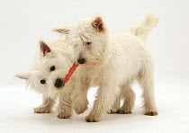 Two West Highland White Terrier puppies playing with a chew stick.
