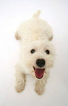 West Highland White Terrier, from above, looking up eagerly.
