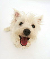West Highland White Terrier looking up eagerly.