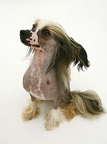 Chinese crested dog sitting down, looking to the side.