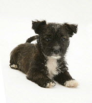 West Highland White x Jack Russell Terrier puppy lying down, head up.