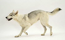 Smooth-haired Utonagan bitch trotting across. The Utonagan is a breed being developed using the 'Breeding Back' Procedure in an attempt to recreate the 'wolf-look' without cross breeding with wolves.