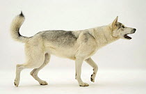 Smooth-haired Utonagan bitch walking and barking. The Utonagan is a breed being developed using the 'Breeding Back' Procedure in an attempt to recreate the 'wolf-look' without cross breeding with wolv...