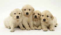 Four Golden Retriever puppies in a row.