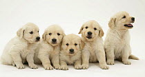 Five Golden Retriever puppies sitting in a row.