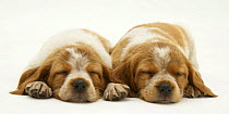 Two Brittany Spaniel pups asleep with chins on floor.