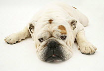 White Bulldog lying down with chin on floor.
