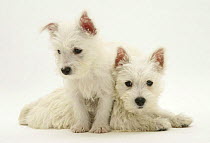 West Highland White Terrier pups, one standing over her sister's back.