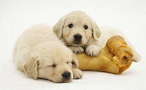 Two Golden Retriever pups lying down next to large marrow bone.