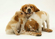 Brittany Spaniel bitch, 'Spira', with pups, 6 weeks old, one nuzzling her mouth.