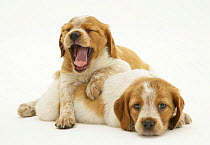 Two sleepy Brittany Spaniel pups, 6 weeks old, one yawning.
