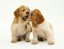 Brittany Spaniel pups, 6 weeks old, one nudging the other while it yawns