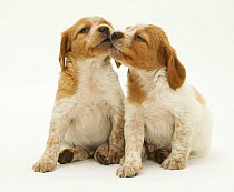 Two Brittany Spaniel pups, 6 weeks old, one nibbling the other's mouth
