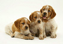 Three Brittany Spaniel pups, 6 weeks old, sitting together