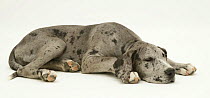 Blue Harlequin Great Dane pup, 'Maisie', lying with chin on the floor.