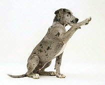 Blue Harlequin Great Dane pup, 'Maisie', 'giving a paw'.