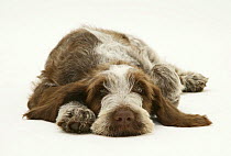Brown Roan Italian Spinone pup lying down with chin on floor.