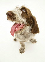 Brown Roan Italian Spinone pup looking up
