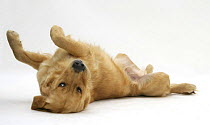 Golden Retriever rolling on its back.