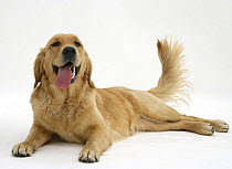 Golden Retriever lying down, panting and wagging her tail.