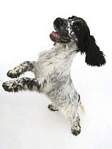 Cocker Spaniel standing on hind legs and bouncing