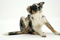 Merle Collie-cross pup with mange, scratching her neck.