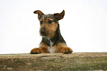 Black-and-tan Jack Russell Terrier dog with paws up, looking over a rail.