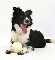 Border Collie bitch lying down with a ball between her paws.